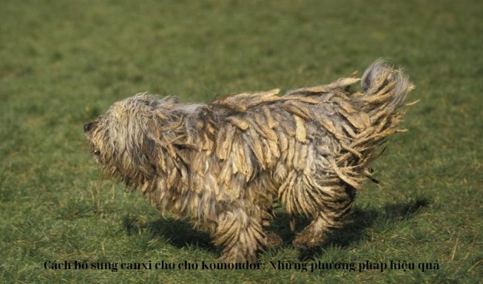 Cách bổ sung canxi cho chó Komondor: Những phương pháp hiệu quả