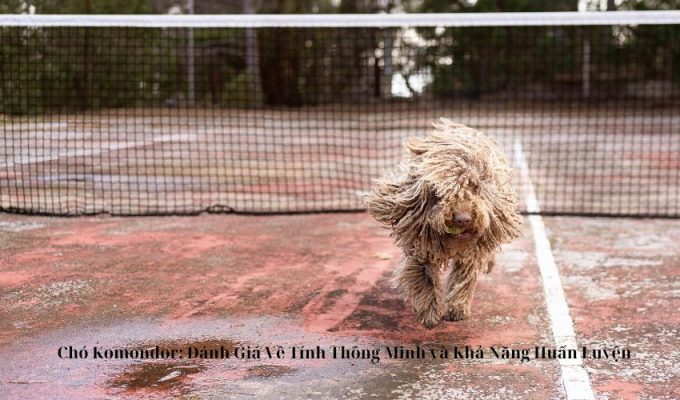 Chó Komondor: Đánh Giá Về Tính Thông Minh và Khả Năng Huấn Luyện